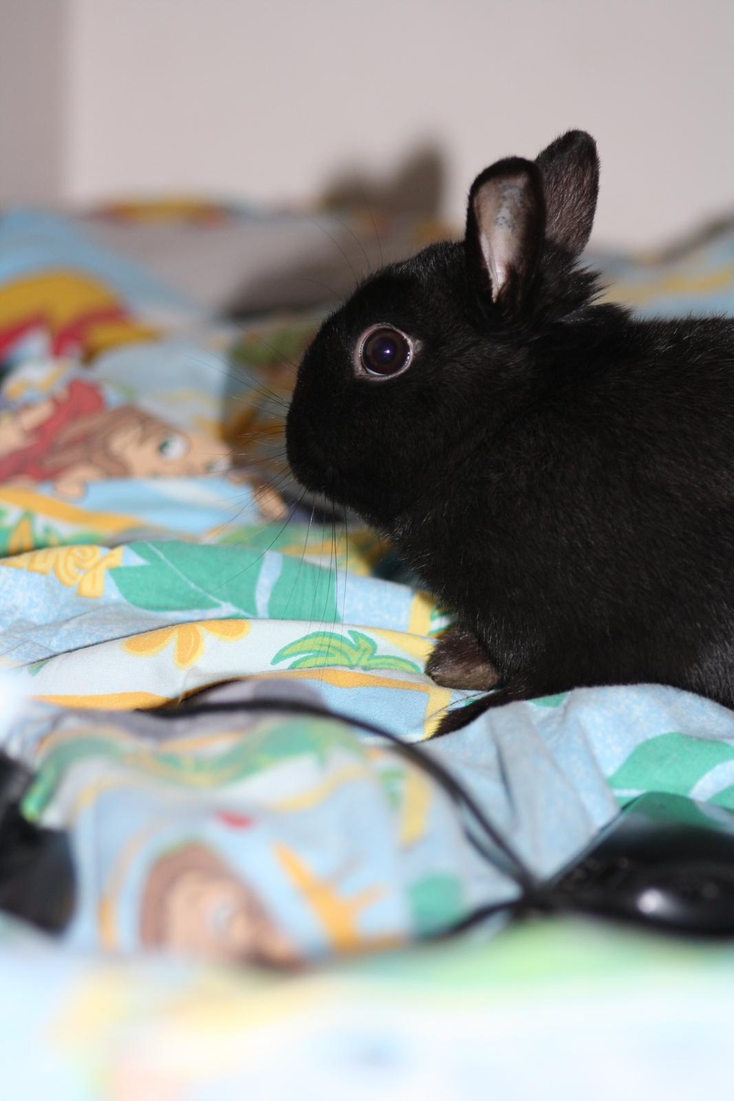 Kanin Harald (Hermelin) billede 7