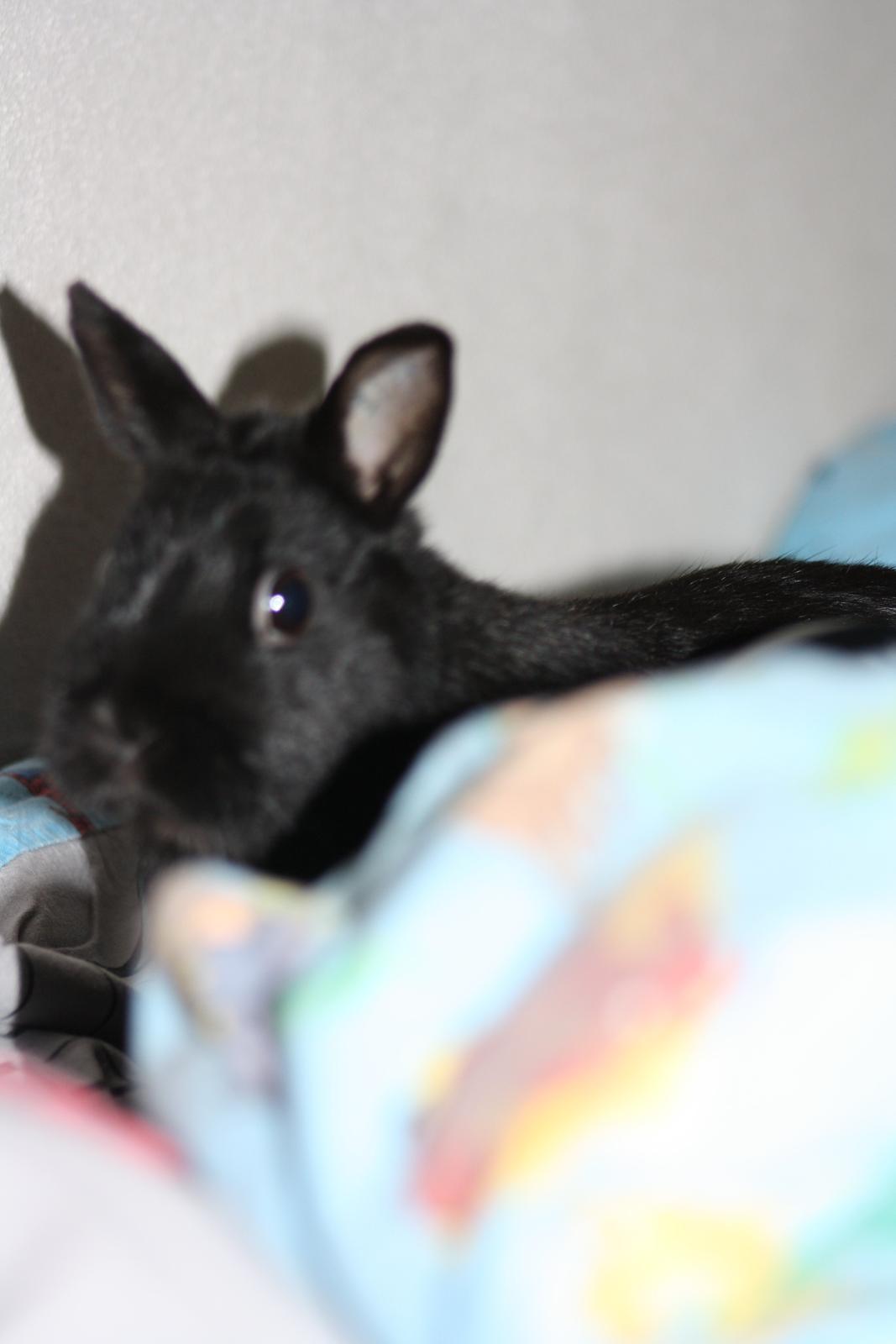 Kanin Harald (Hermelin) billede 8