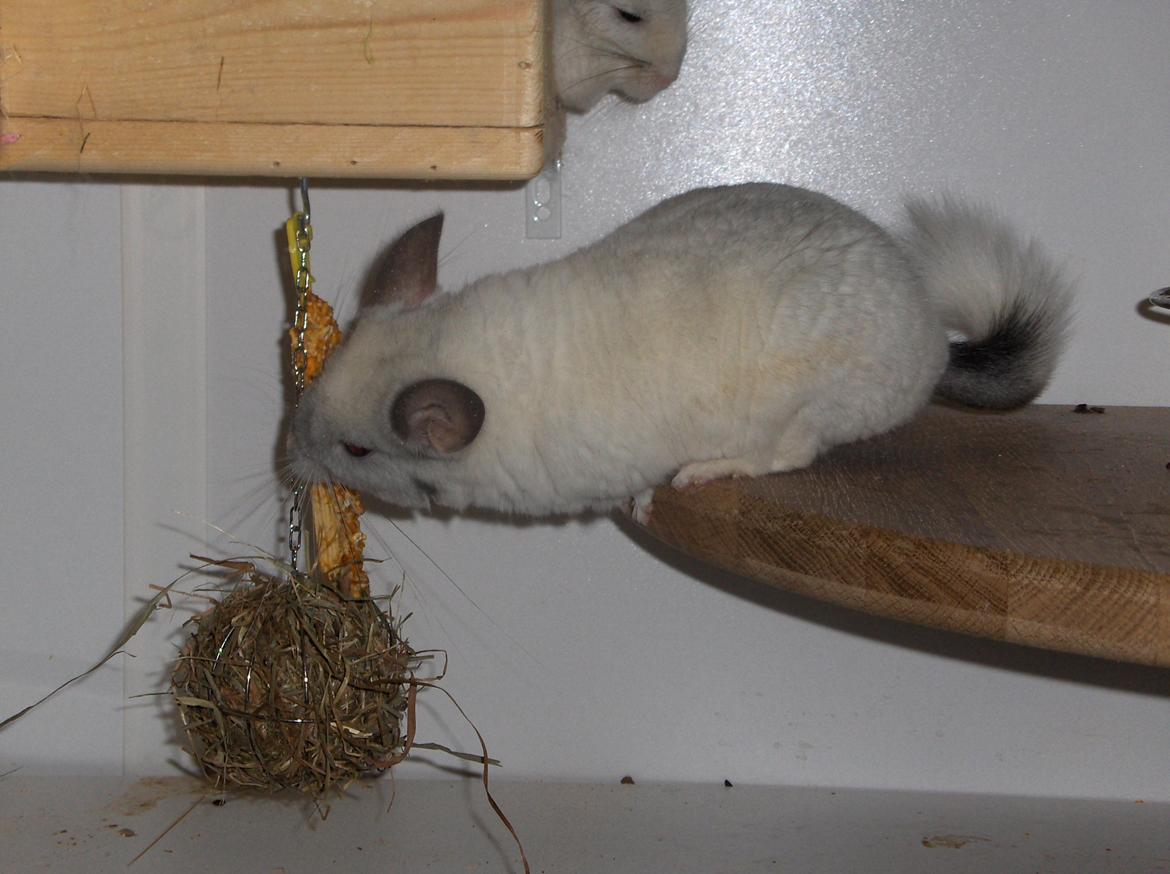 Chinchilla Nusser billede 1