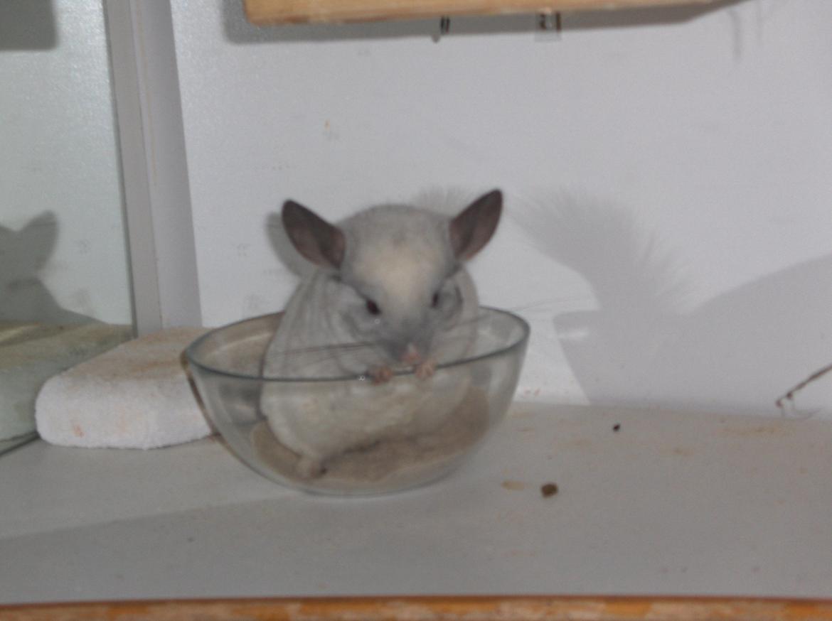 Chinchilla Nusser billede 2