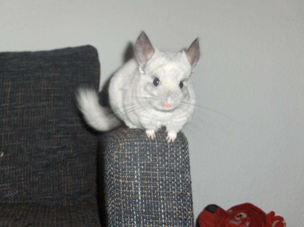 Chinchilla Nusser billede 3