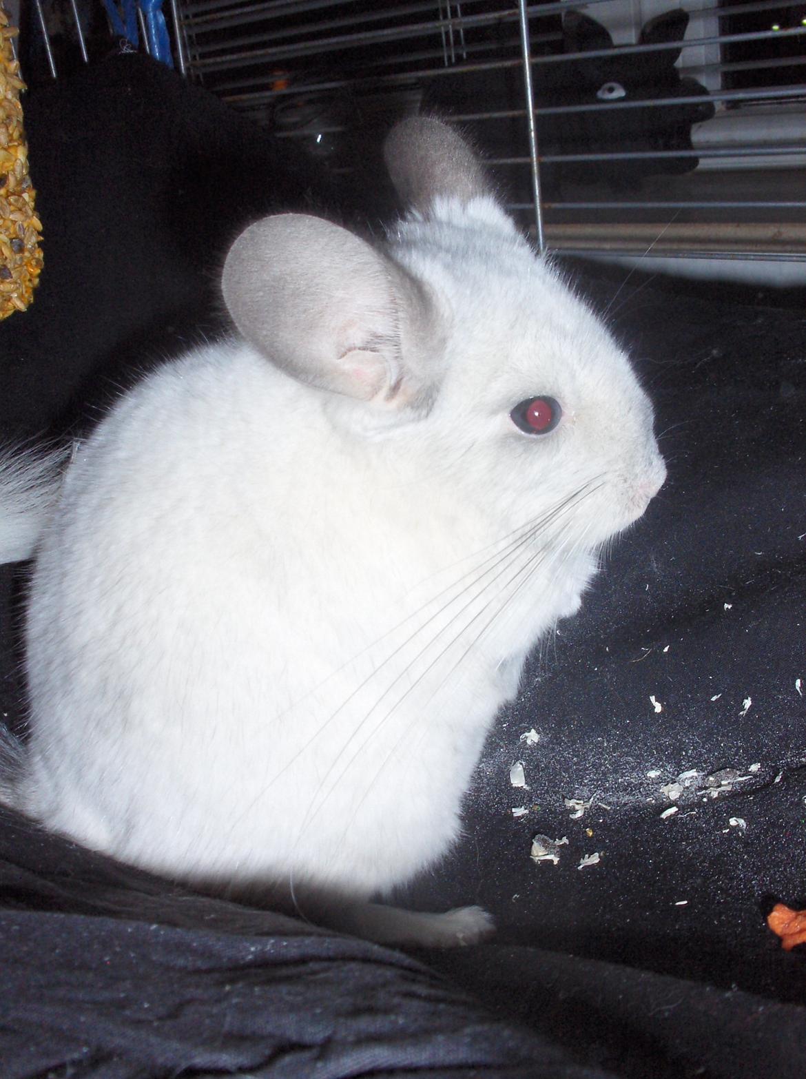 Chinchilla Nusser billede 5