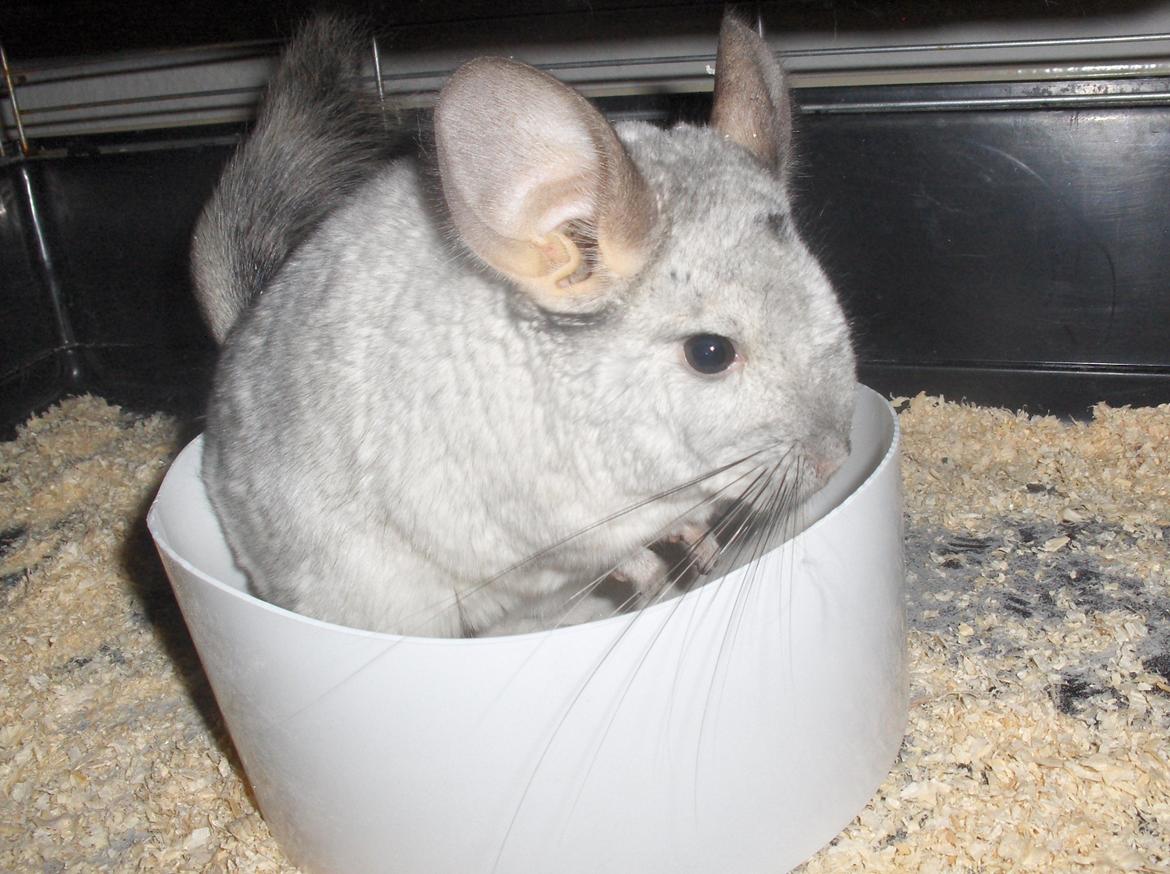 Chinchilla Sweety billede 1