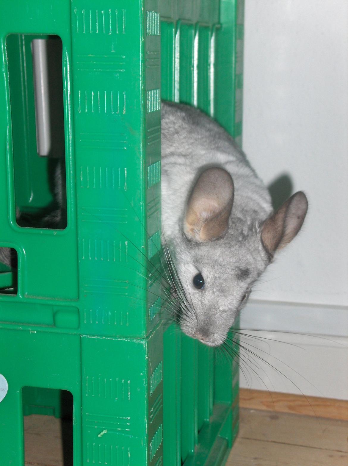 Chinchilla Sweety billede 2