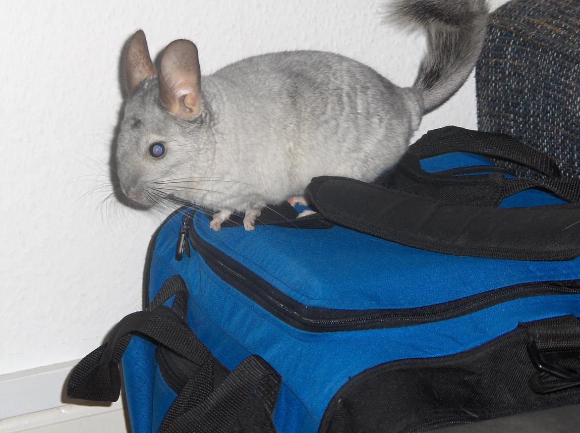 Chinchilla Sweety billede 3