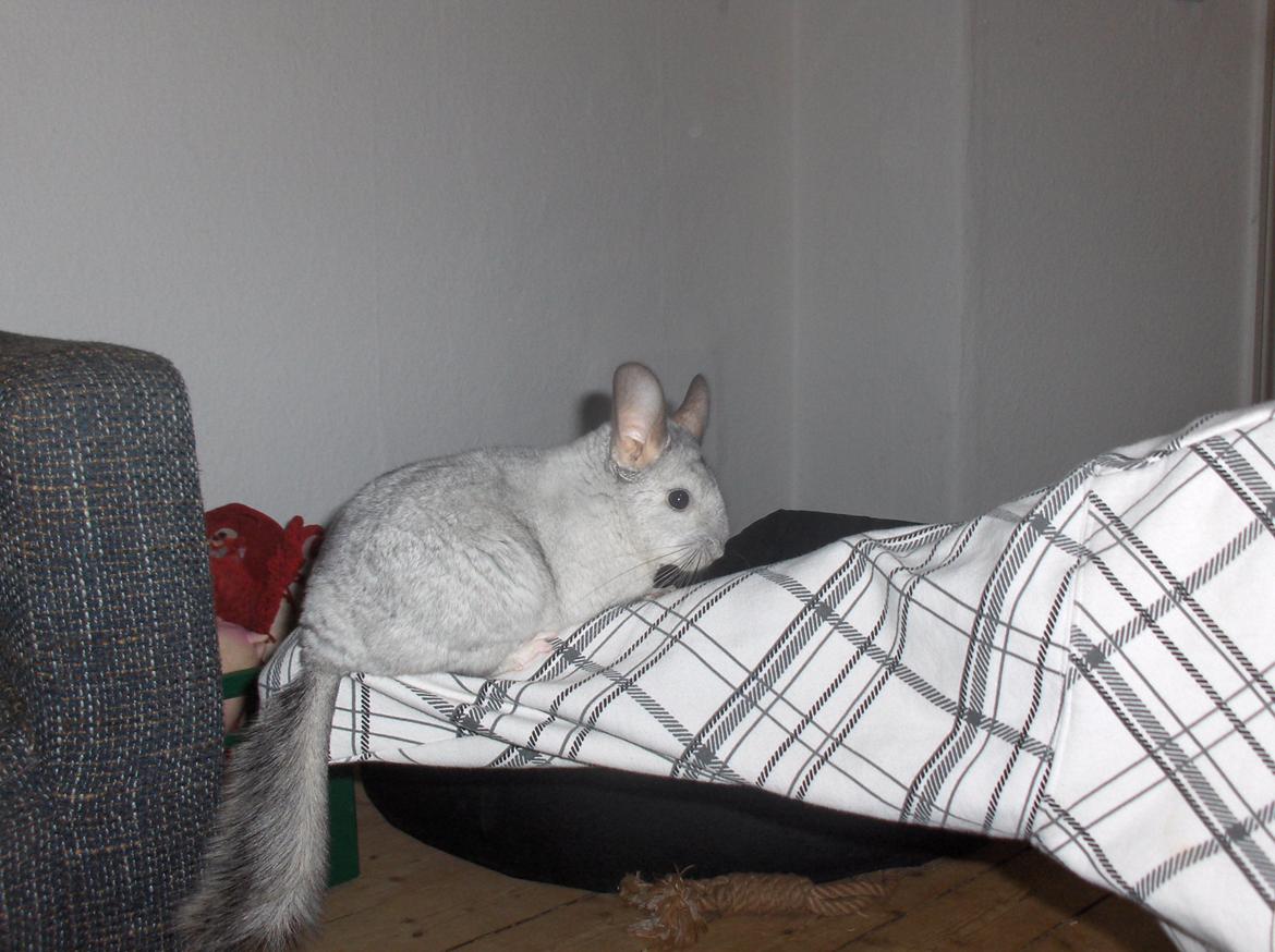 Chinchilla Sweety billede 4