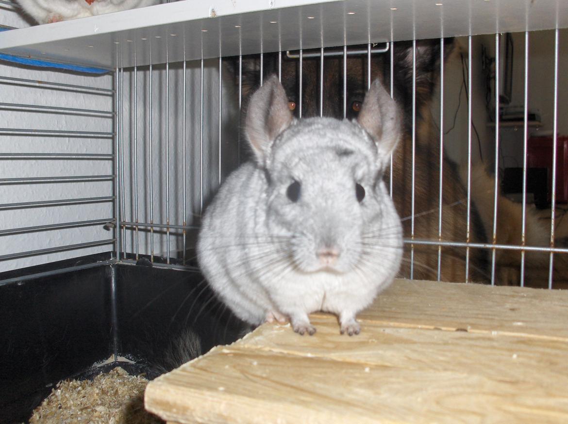 Chinchilla Sweety billede 5