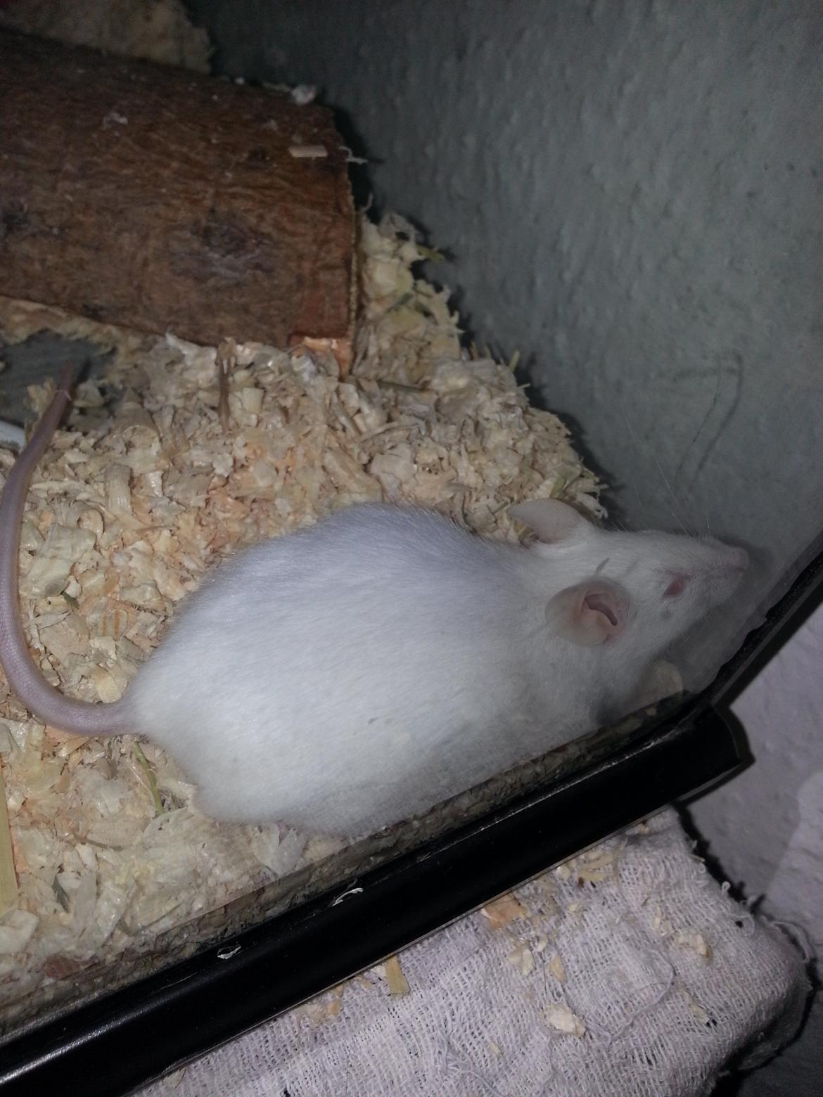 Mus Snebold billede 1