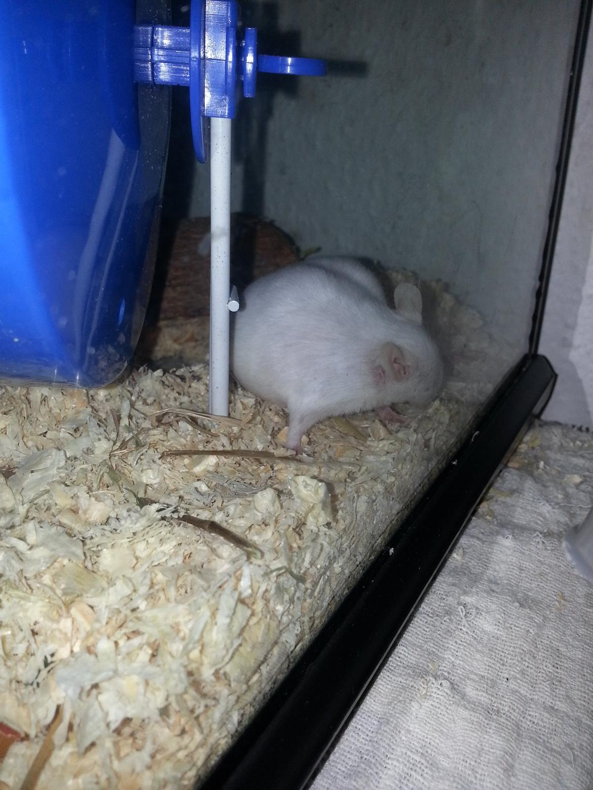 Mus Snebold billede 2