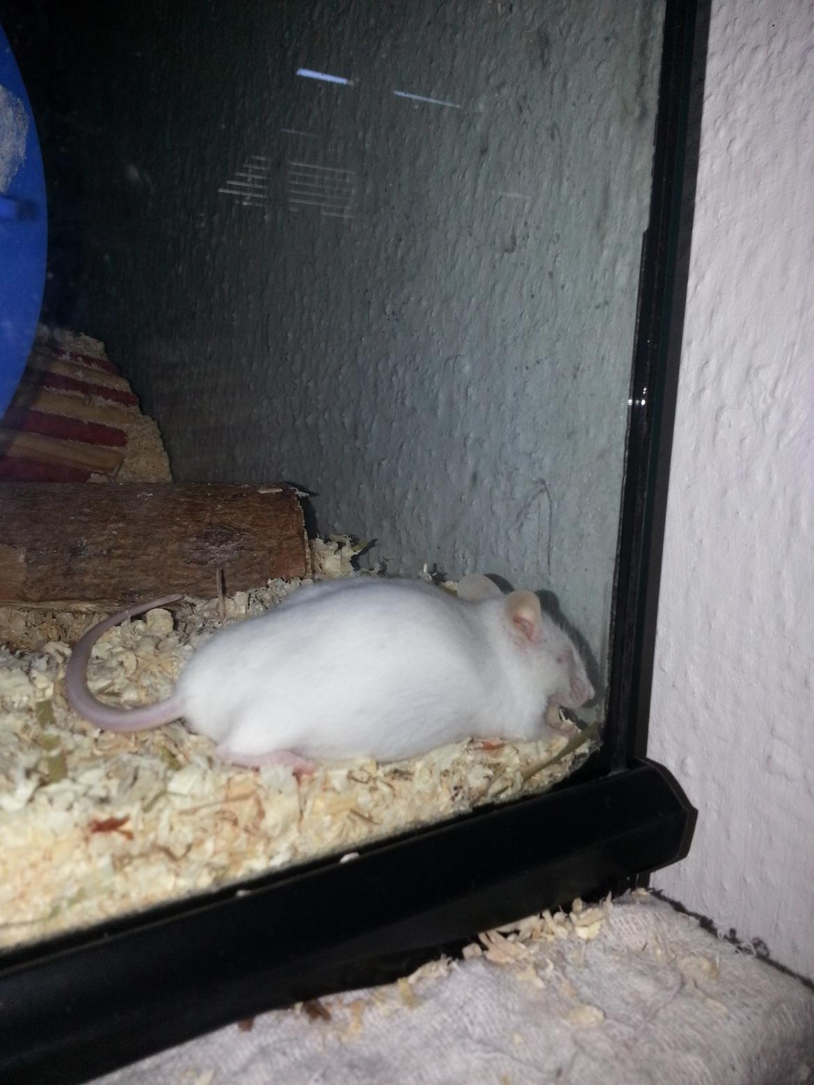 Mus Snebold billede 3