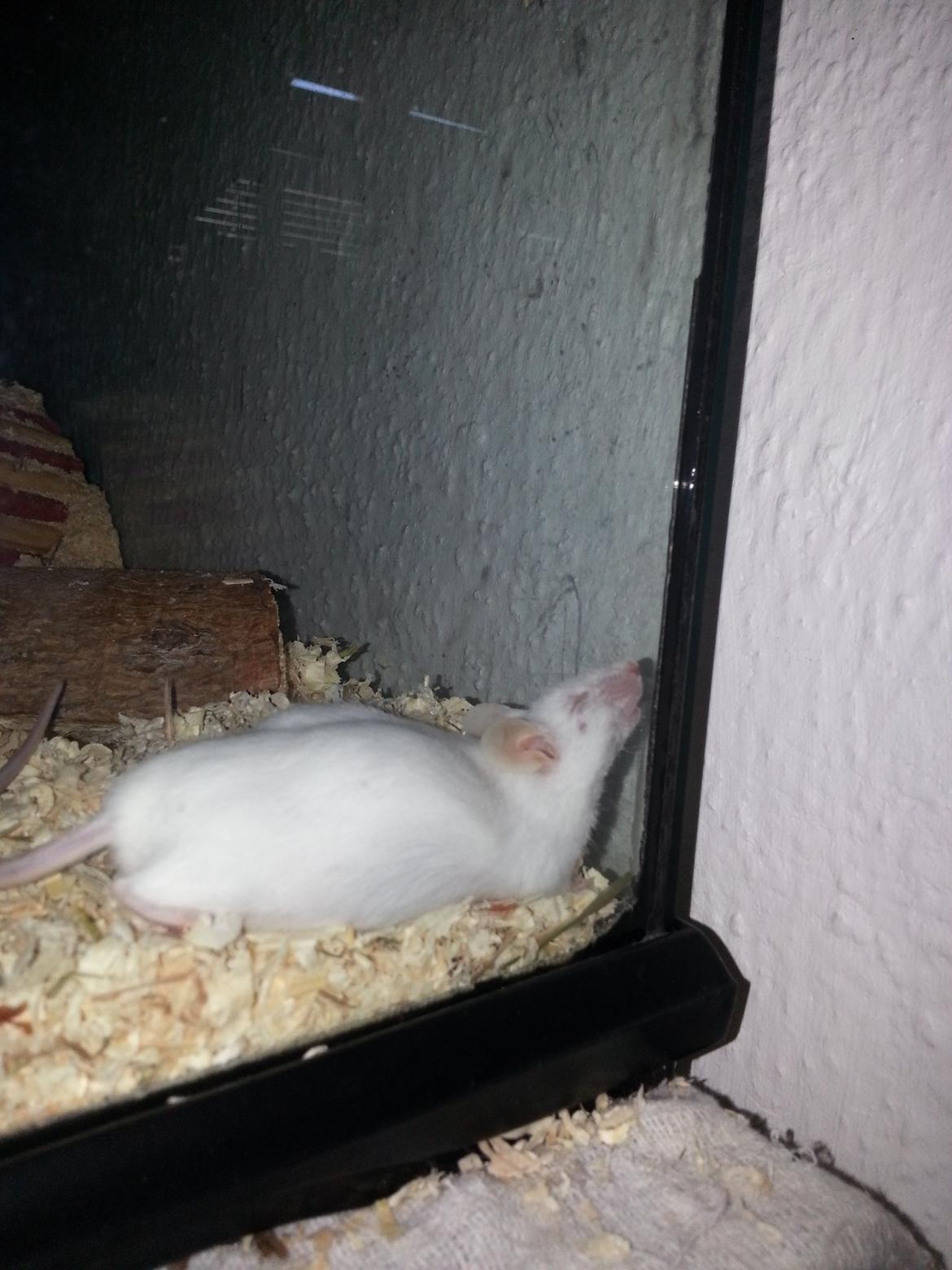 Mus Snebold billede 4