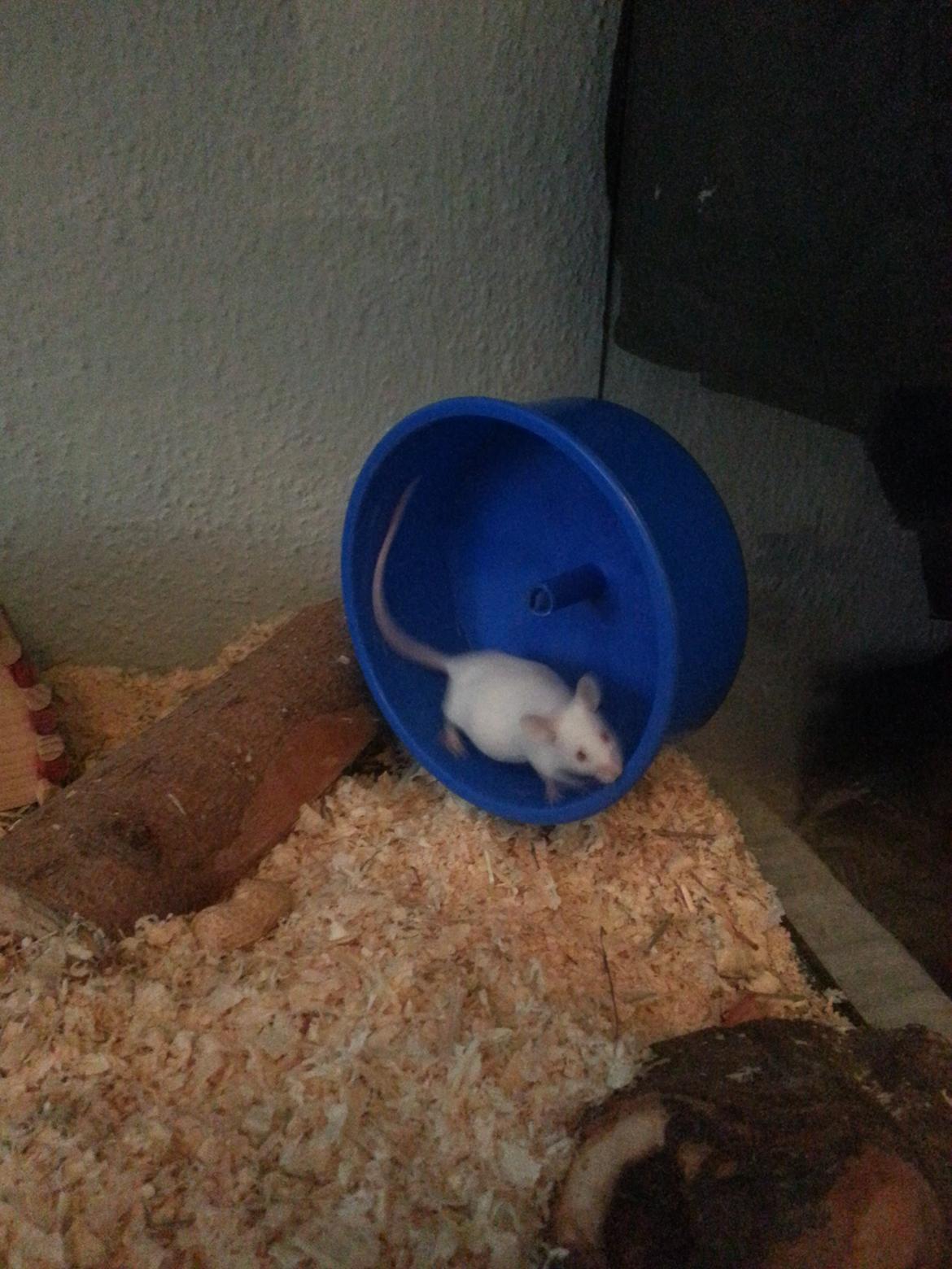 Mus Snebold billede 5