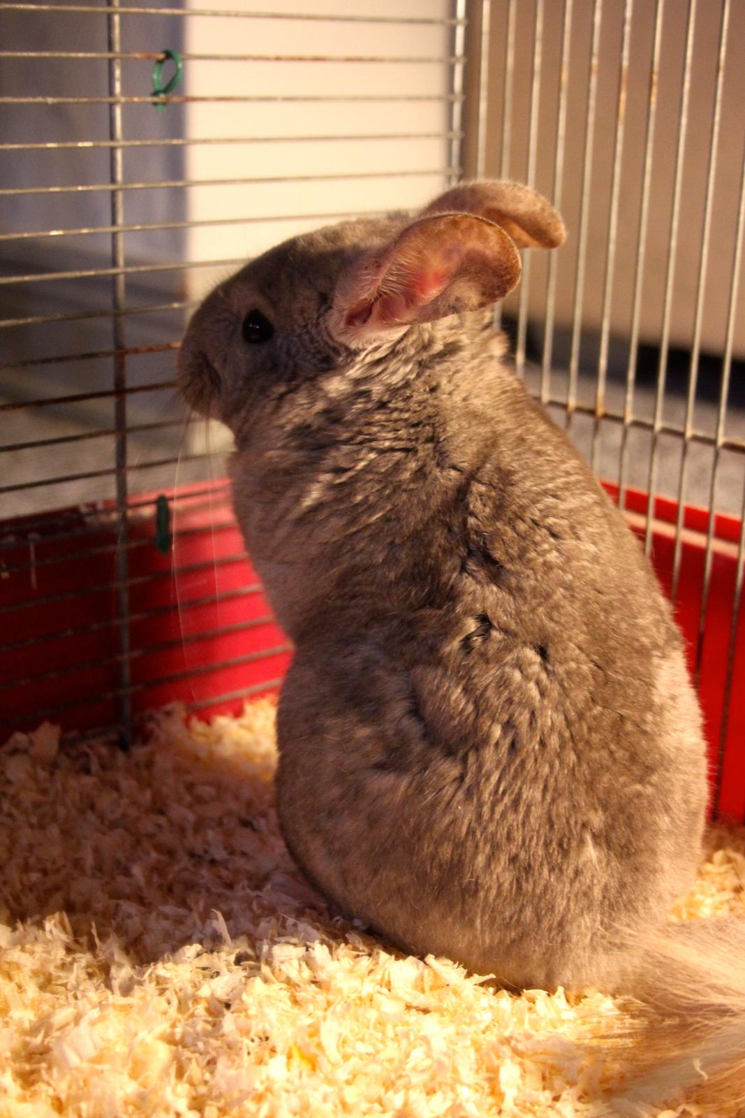 Chinchilla Sir Puf billede 3