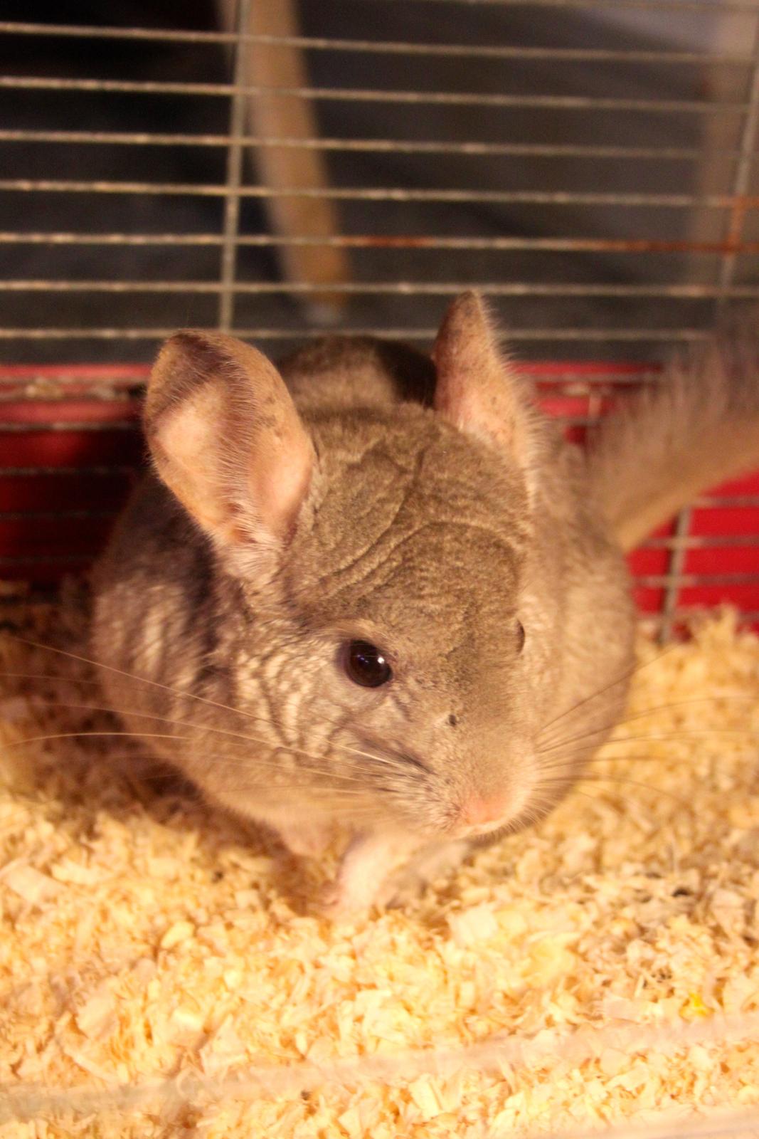 Chinchilla Sir Puf billede 4