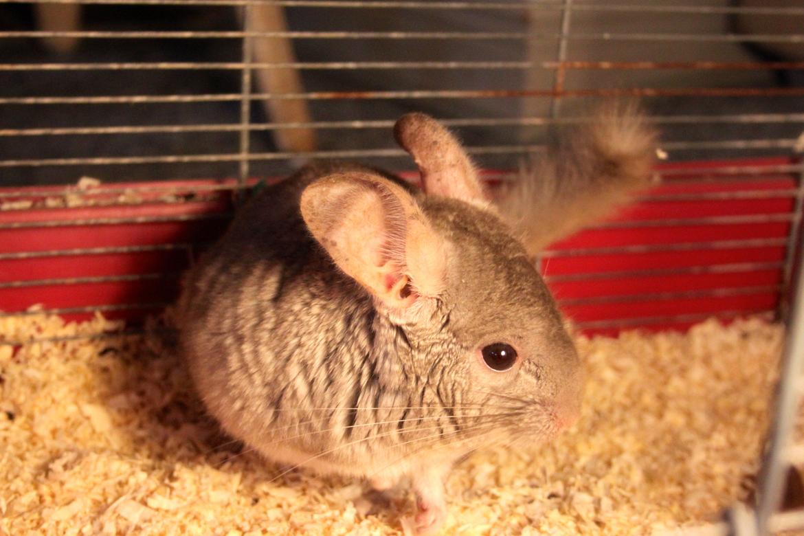 Chinchilla Sir Puf billede 5