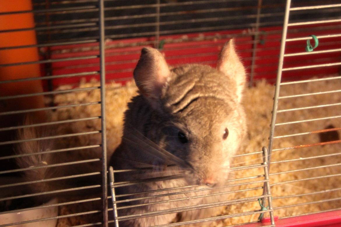 Chinchilla Sir Puf billede 6