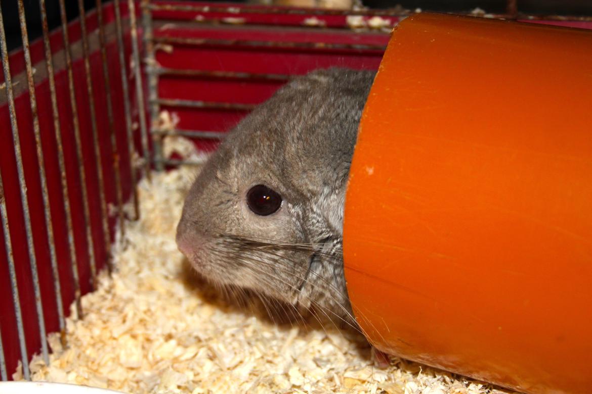 Chinchilla Sir Puf billede 7
