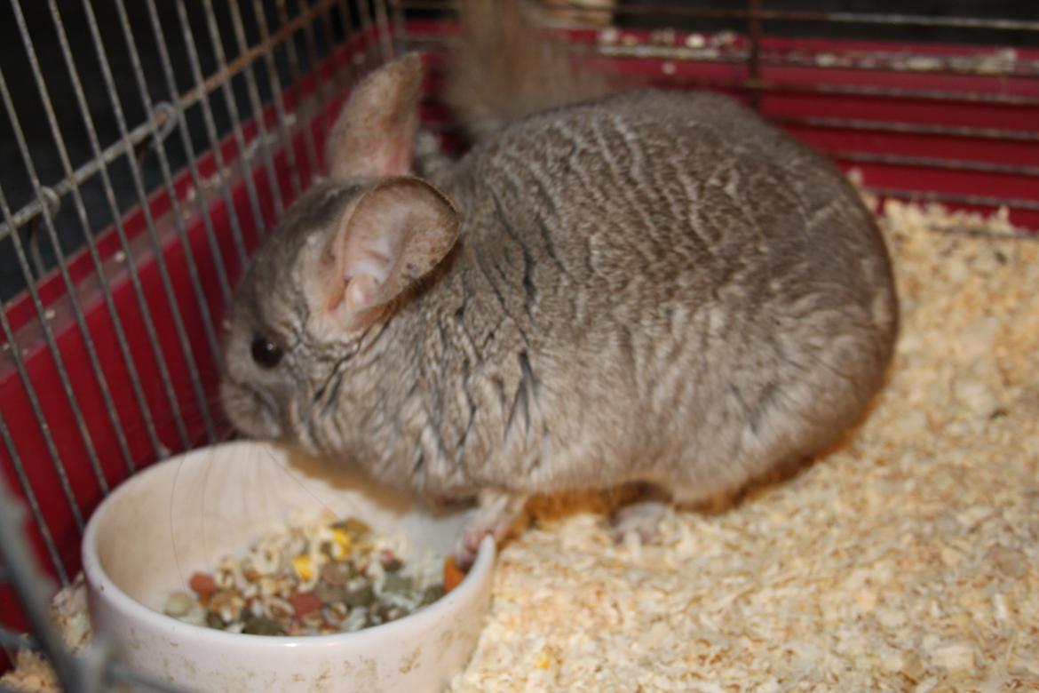 Chinchilla Sir Puf billede 8
