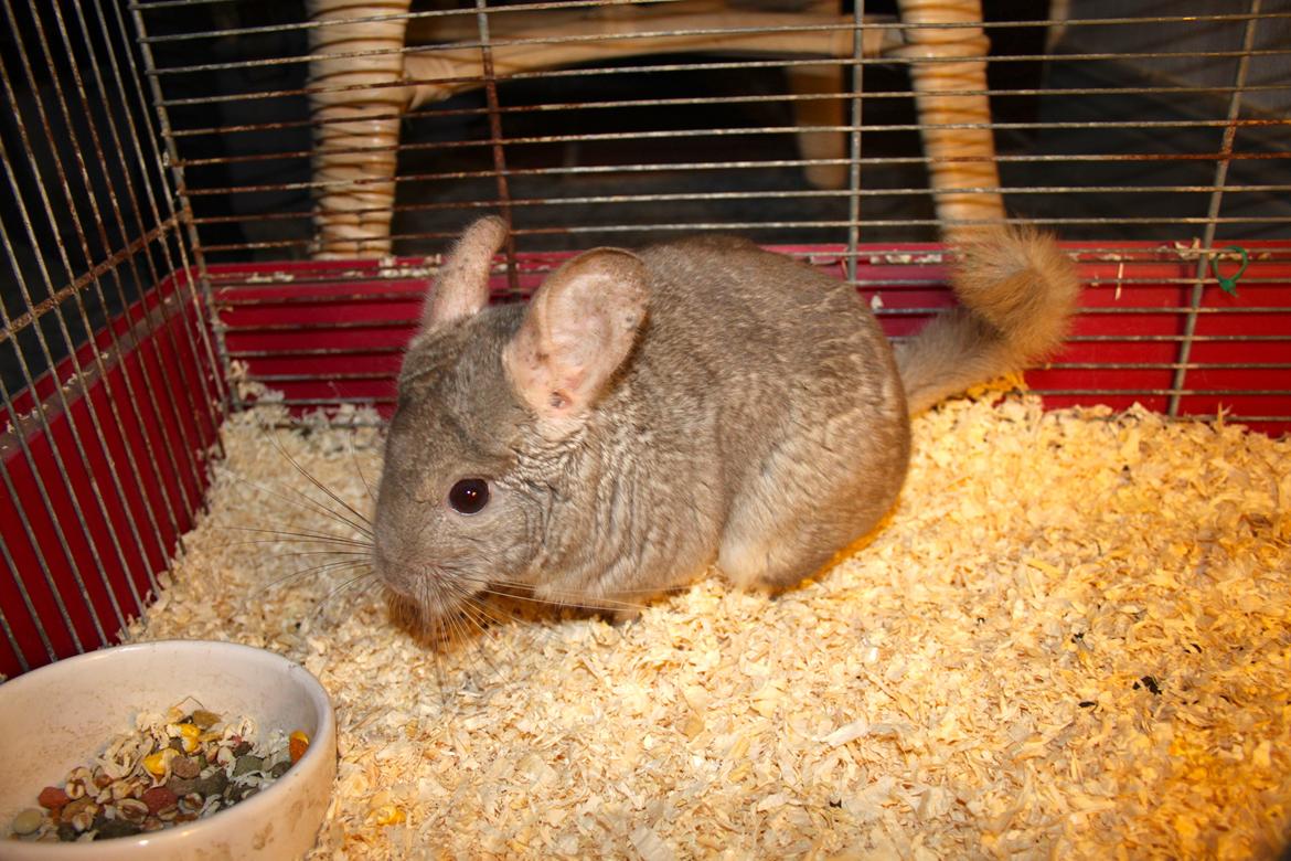 Chinchilla Sir Puf billede 9