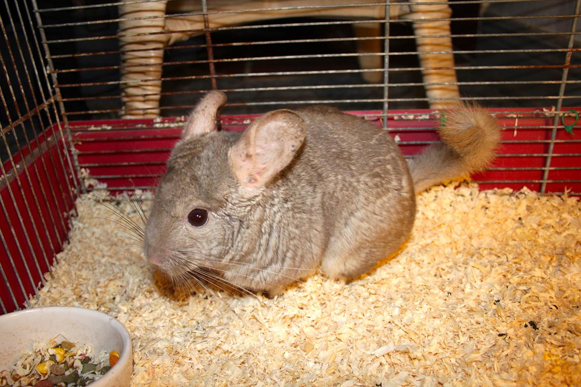Chinchilla Sir Puf billede 10