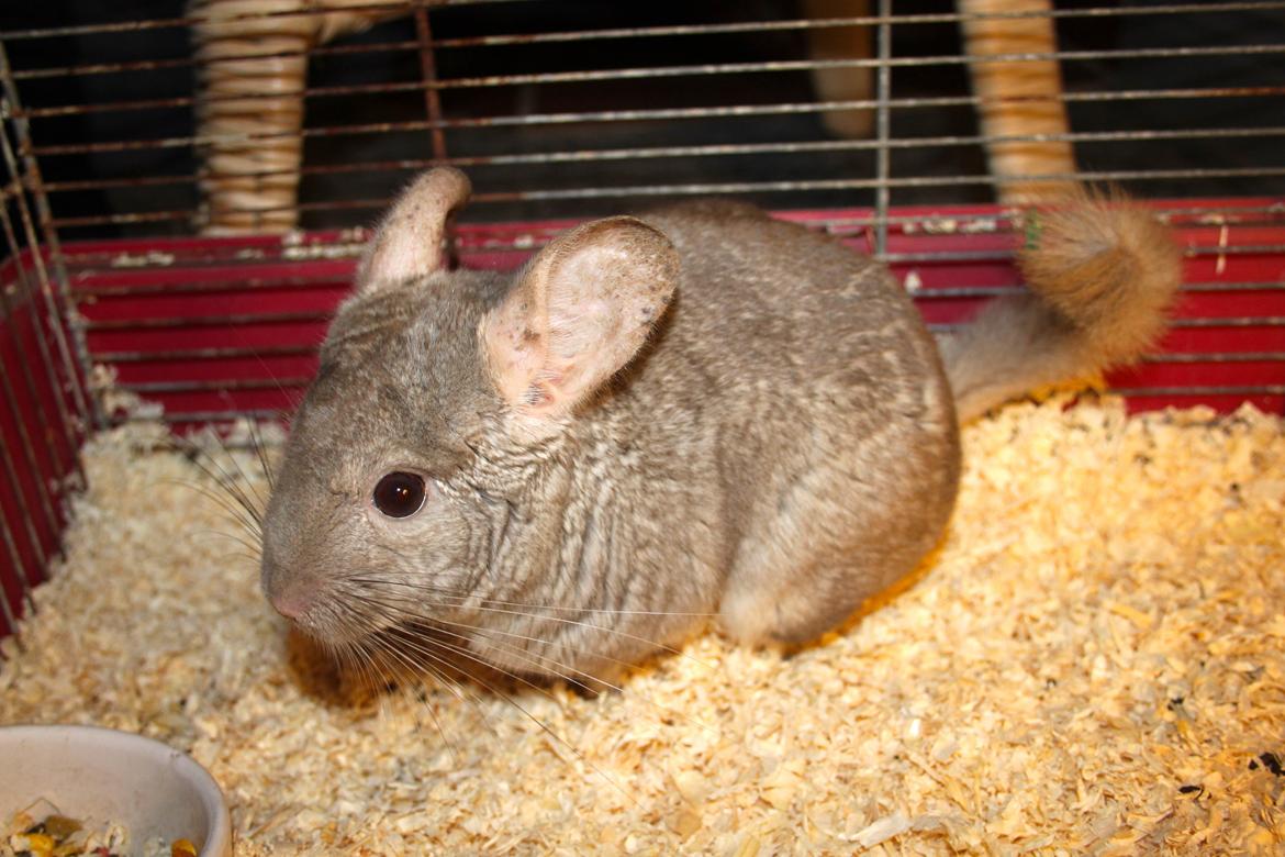 Chinchilla Sir Puf billede 11