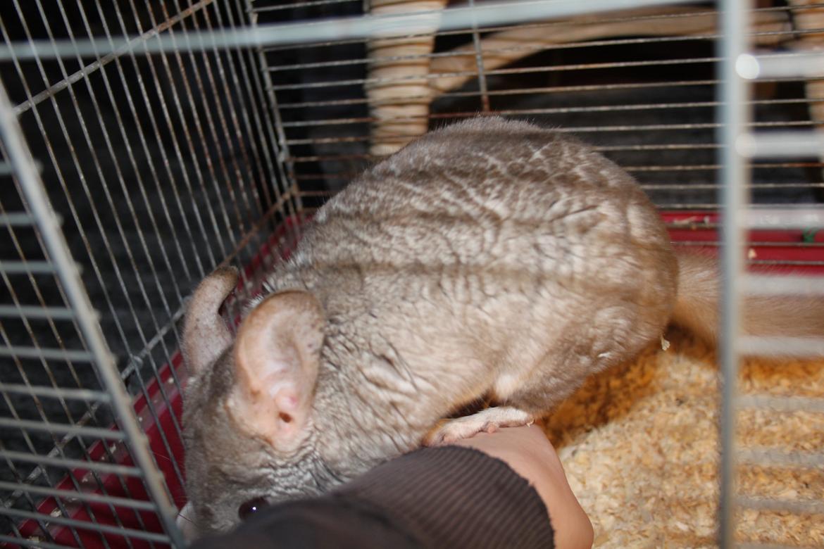 Chinchilla Sir Puf billede 12