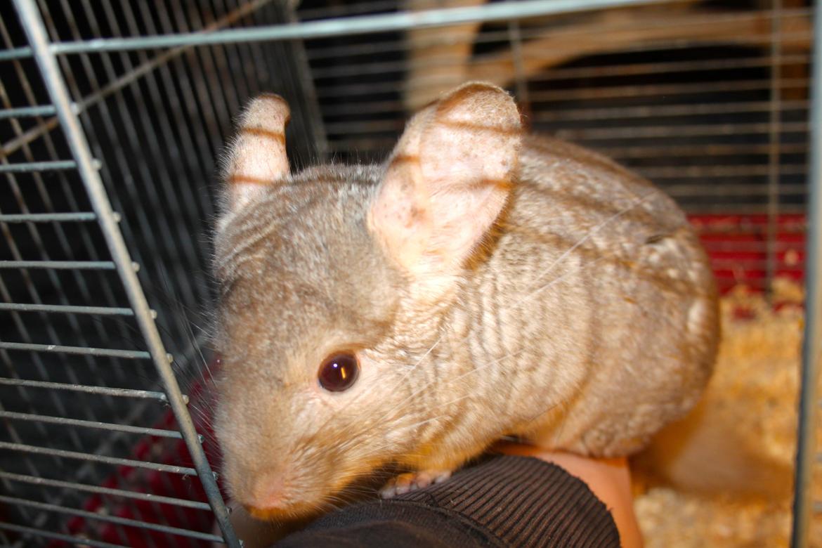 Chinchilla Sir Puf billede 13