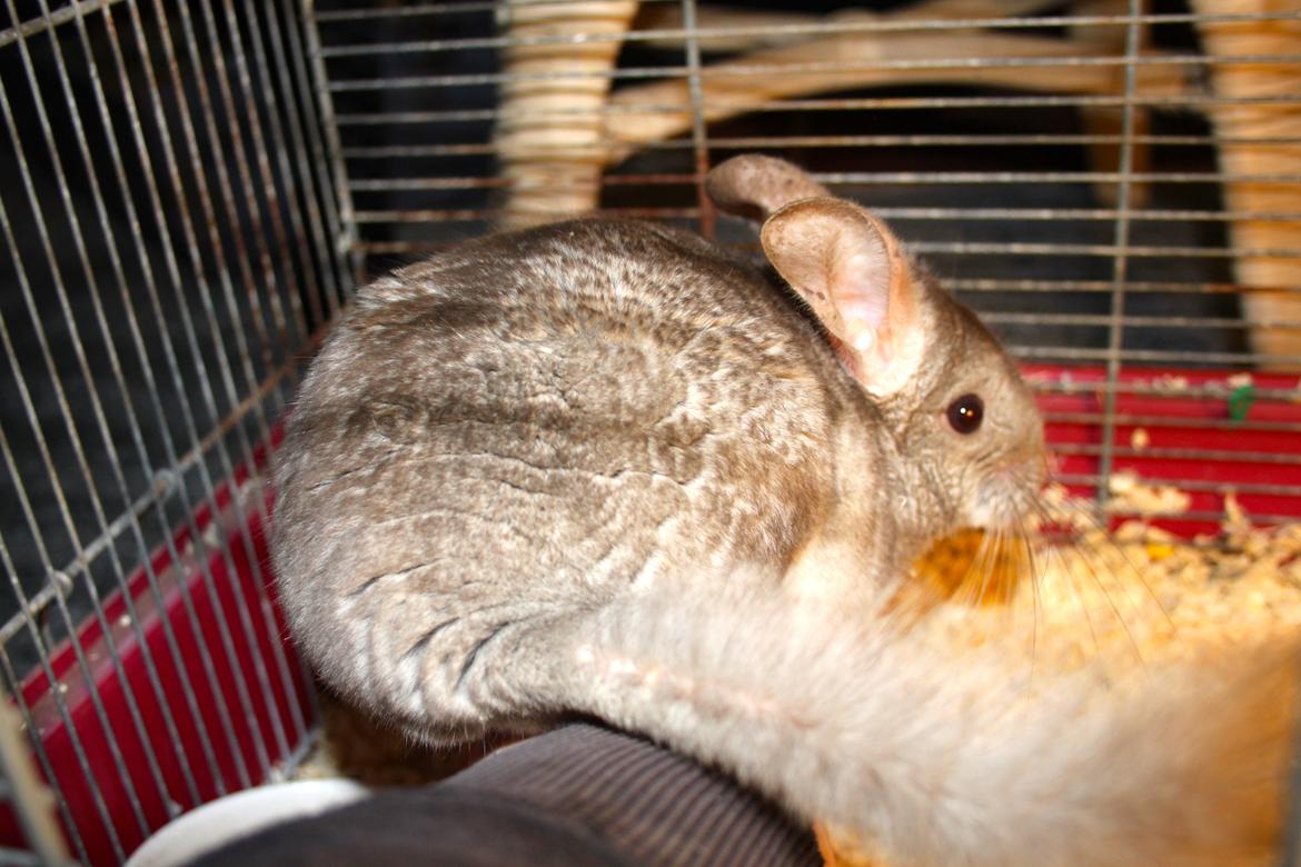 Chinchilla Sir Puf billede 14