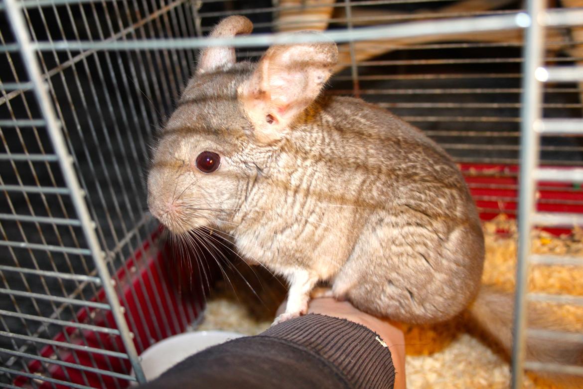 Chinchilla Sir Puf billede 15