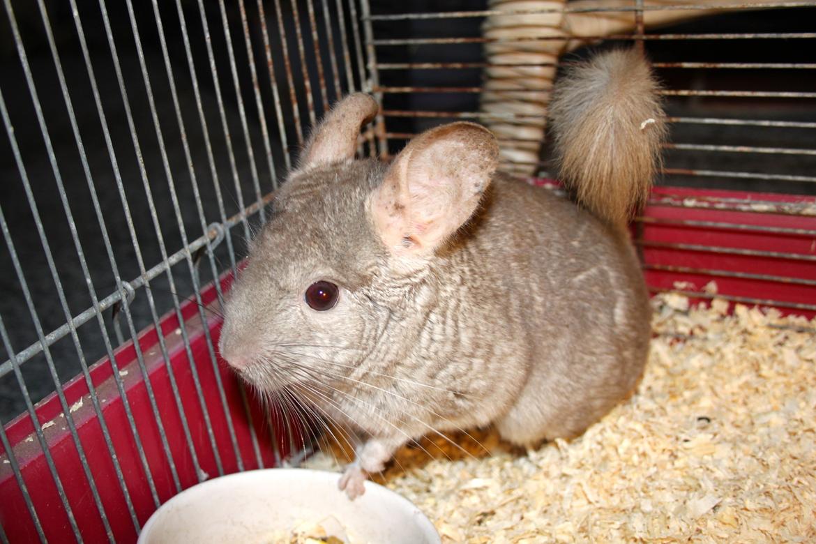Chinchilla Sir Puf billede 2