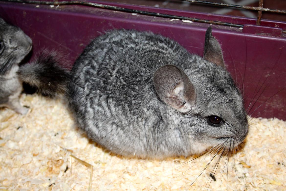 Chinchilla No name billede 6