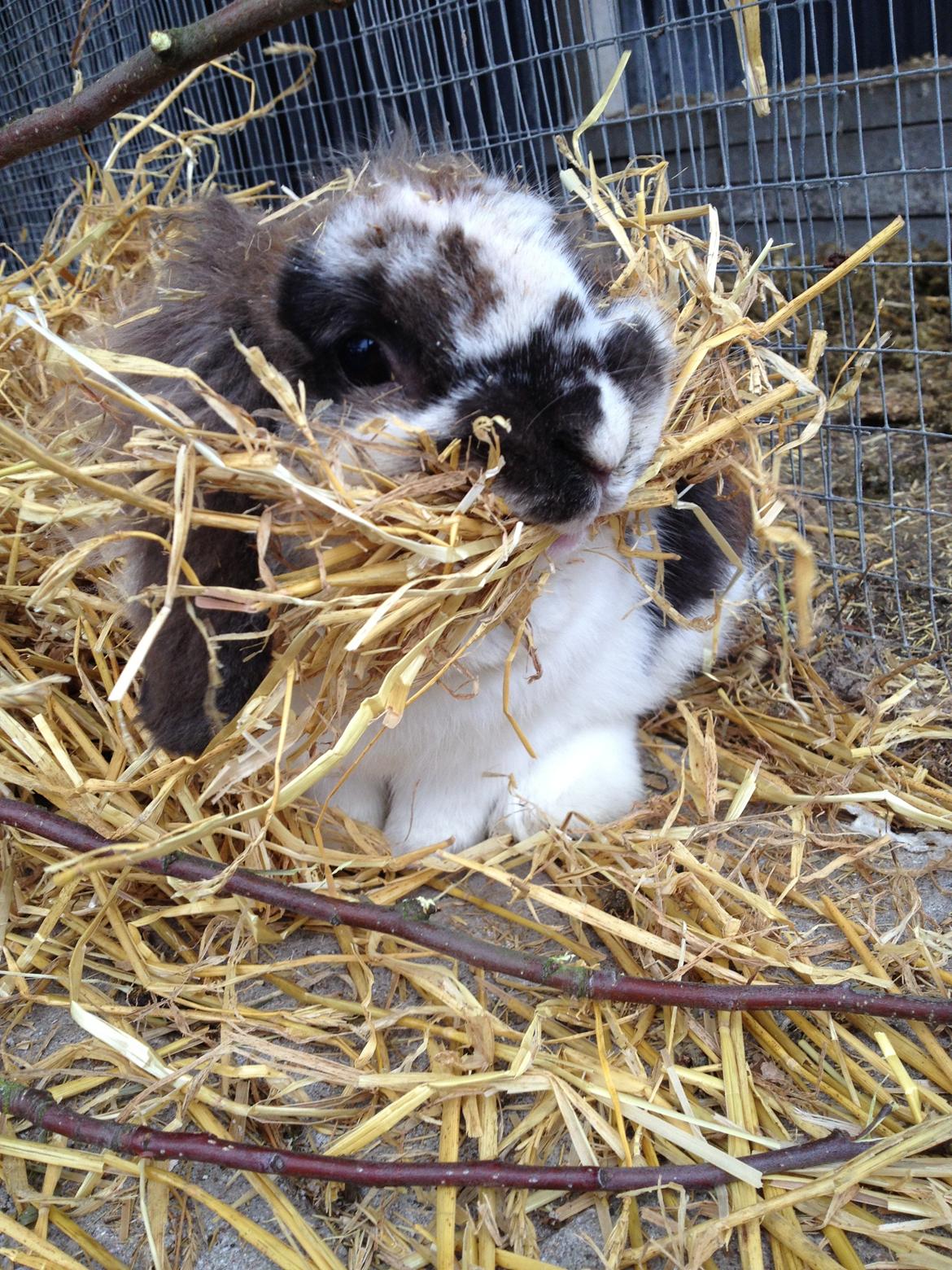 Kanin | Cookie | Dværgvædder/løvehoved - Vil lige sige at han ikke prøver at bygge rede, han ligger bare halmen ordentligt sådan :D billede 19