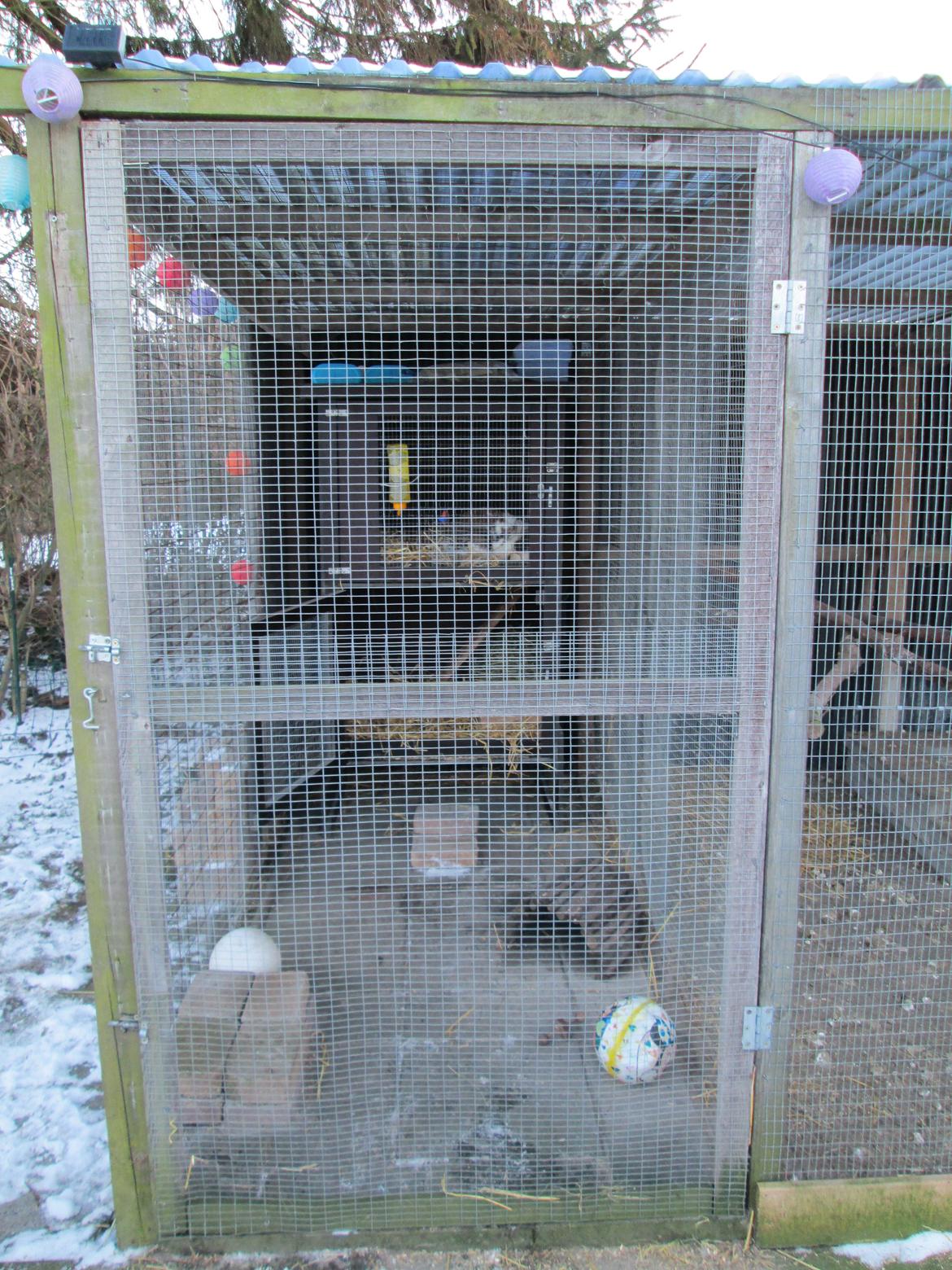 Kanin | Cookie | Dværgvædder/løvehoved - Sådan her ser Cookies bur ud :-) billede 7