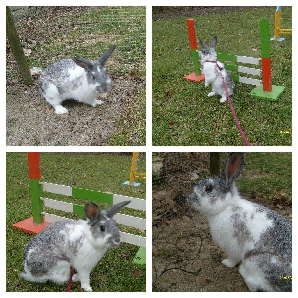 Kanin Rådved Nygård's Ironhide billede 1