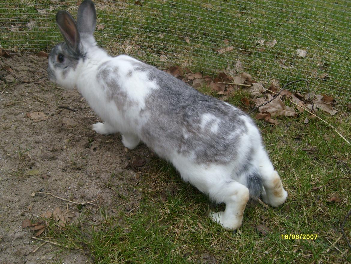 Kanin Rådved Nygård's Ironhide billede 2