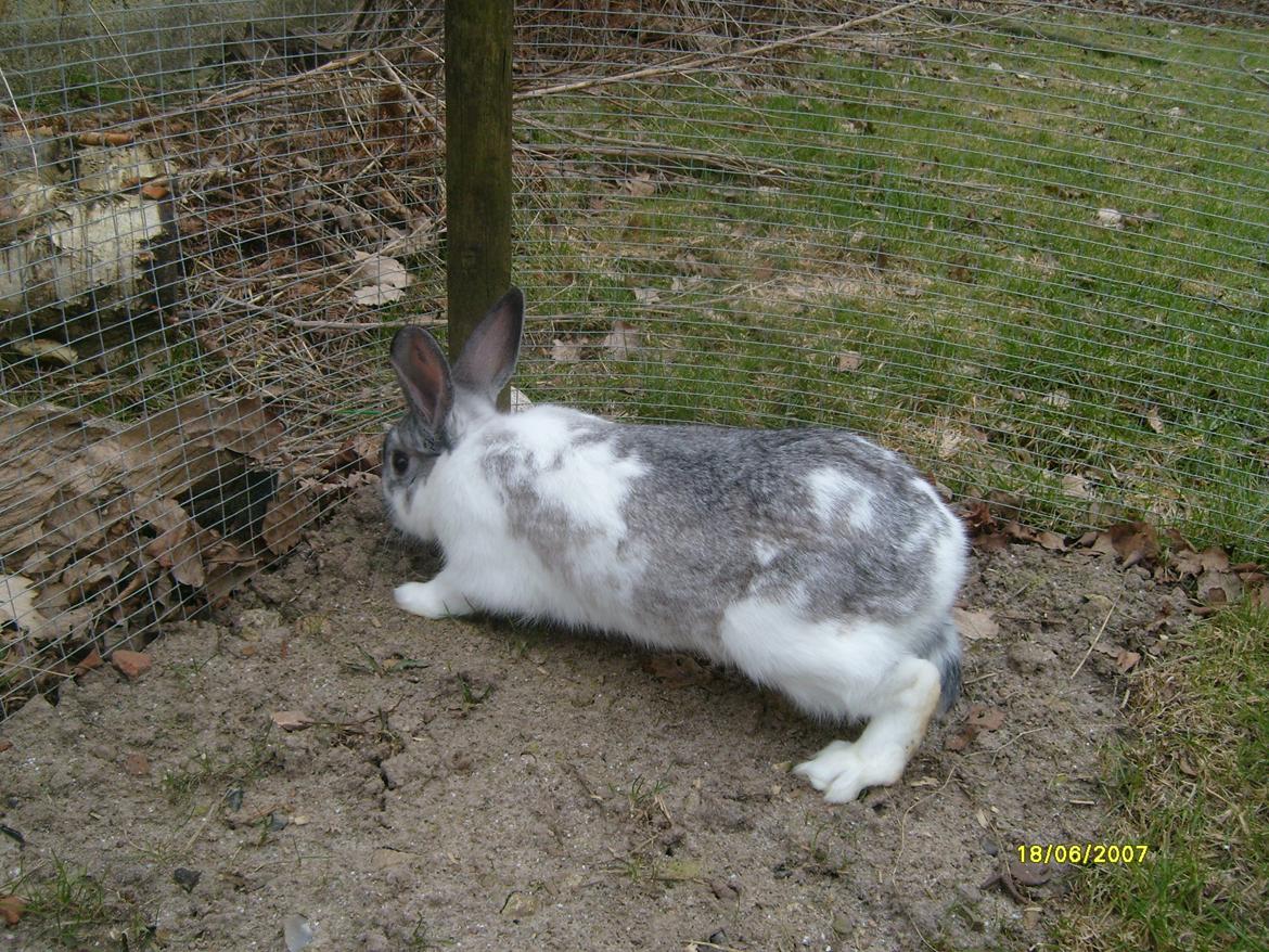 Kanin Rådved Nygård's Ironhide billede 3