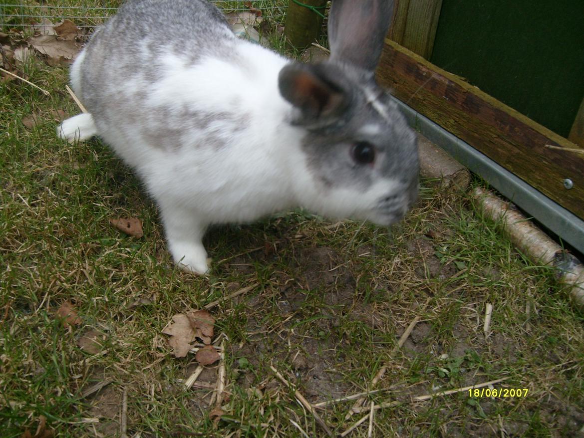 Kanin Rådved Nygård's Ironhide billede 4