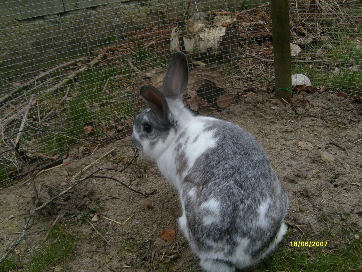 Kanin Rådved Nygård's Ironhide billede 5