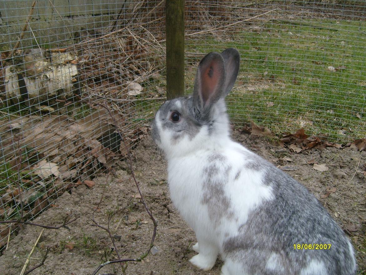 Kanin Rådved Nygård's Ironhide billede 6