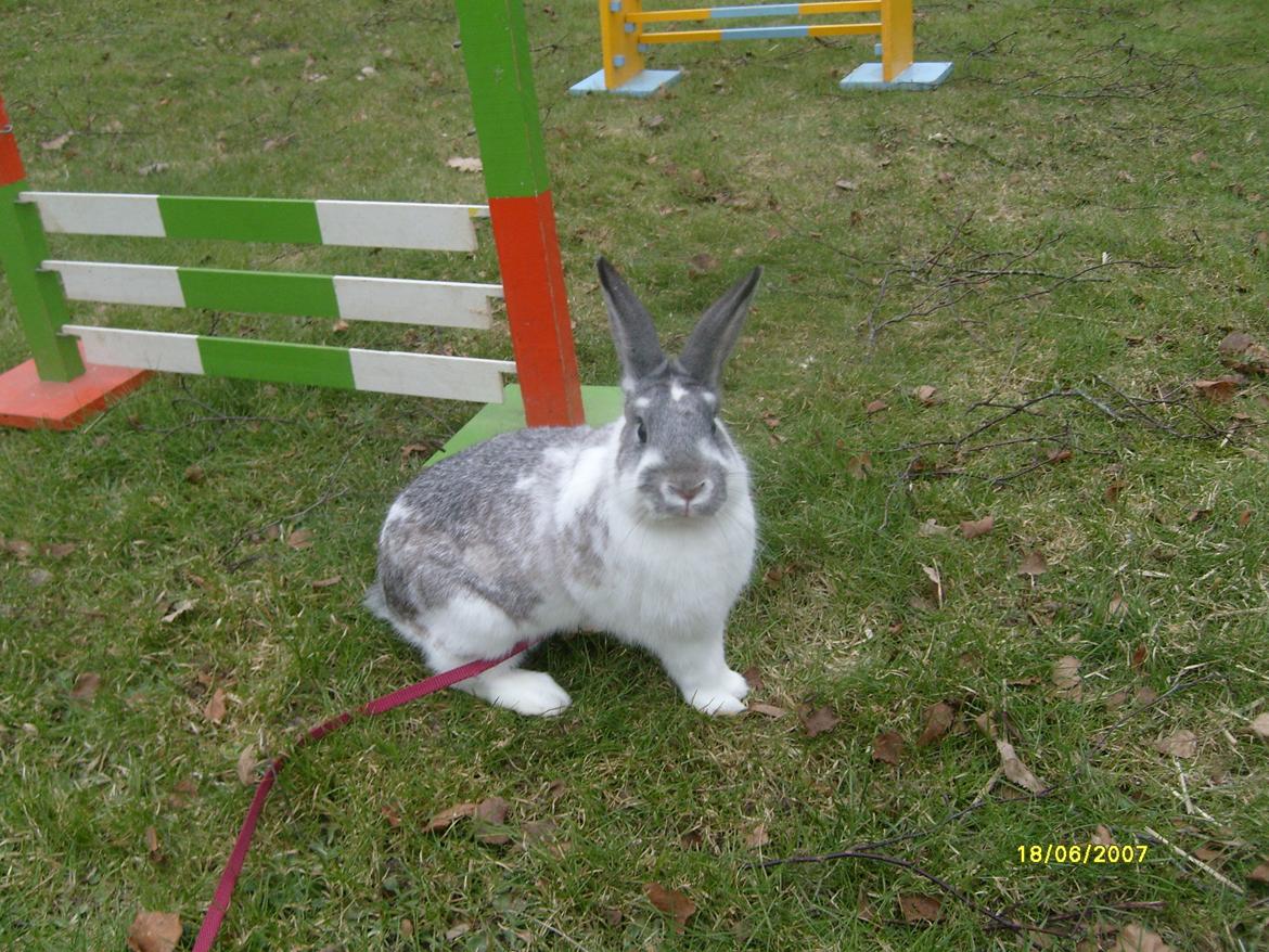 Kanin Rådved Nygård's Ironhide billede 7