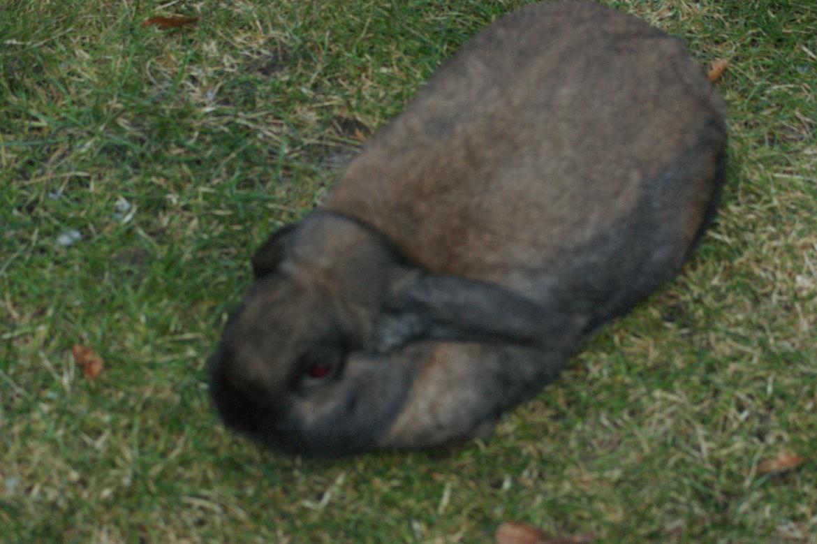 Kanin bruno billede 1