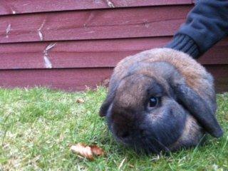 Kanin bruno billede 2