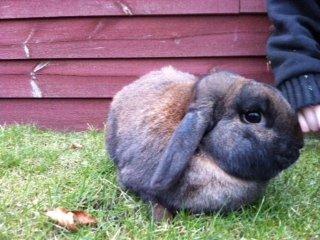 Kanin bruno billede 3