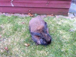 Kanin bruno billede 4