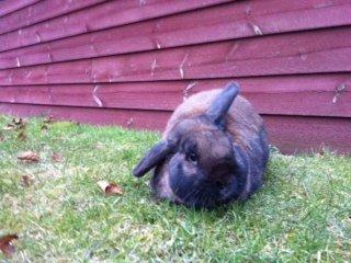 Kanin bruno billede 5