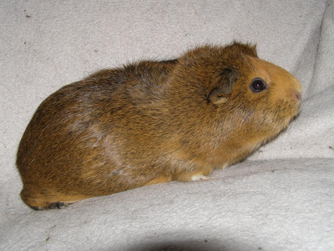 Marsvin Casey Macy von Bling - 24/2 2013 billede 16