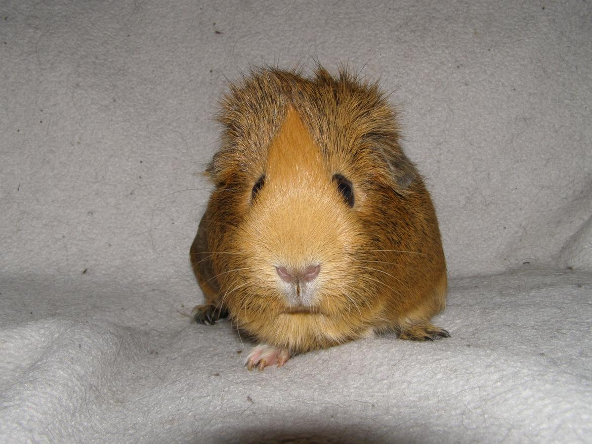 Marsvin Casey Macy von Bling - 24/2 2013 billede 17