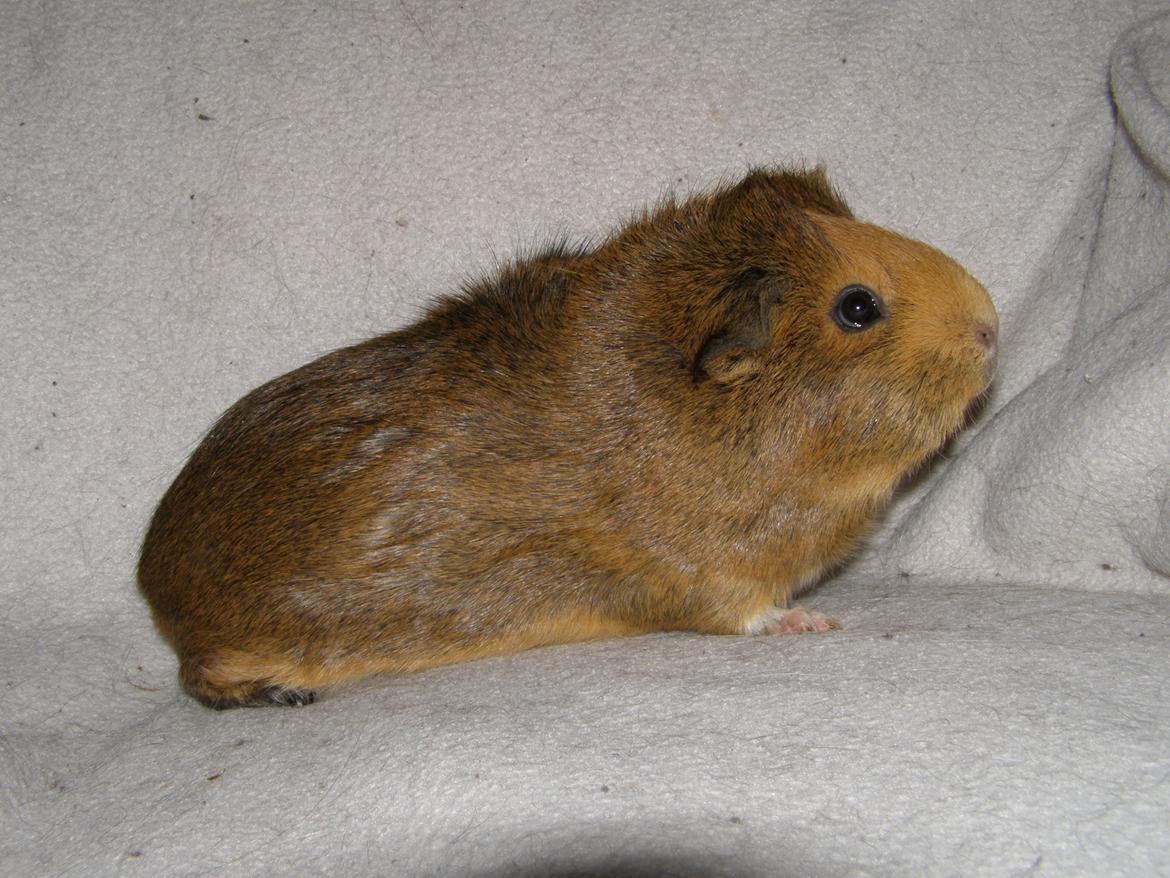Marsvin Casey Macy von Bling - 24/2 2013 billede 18