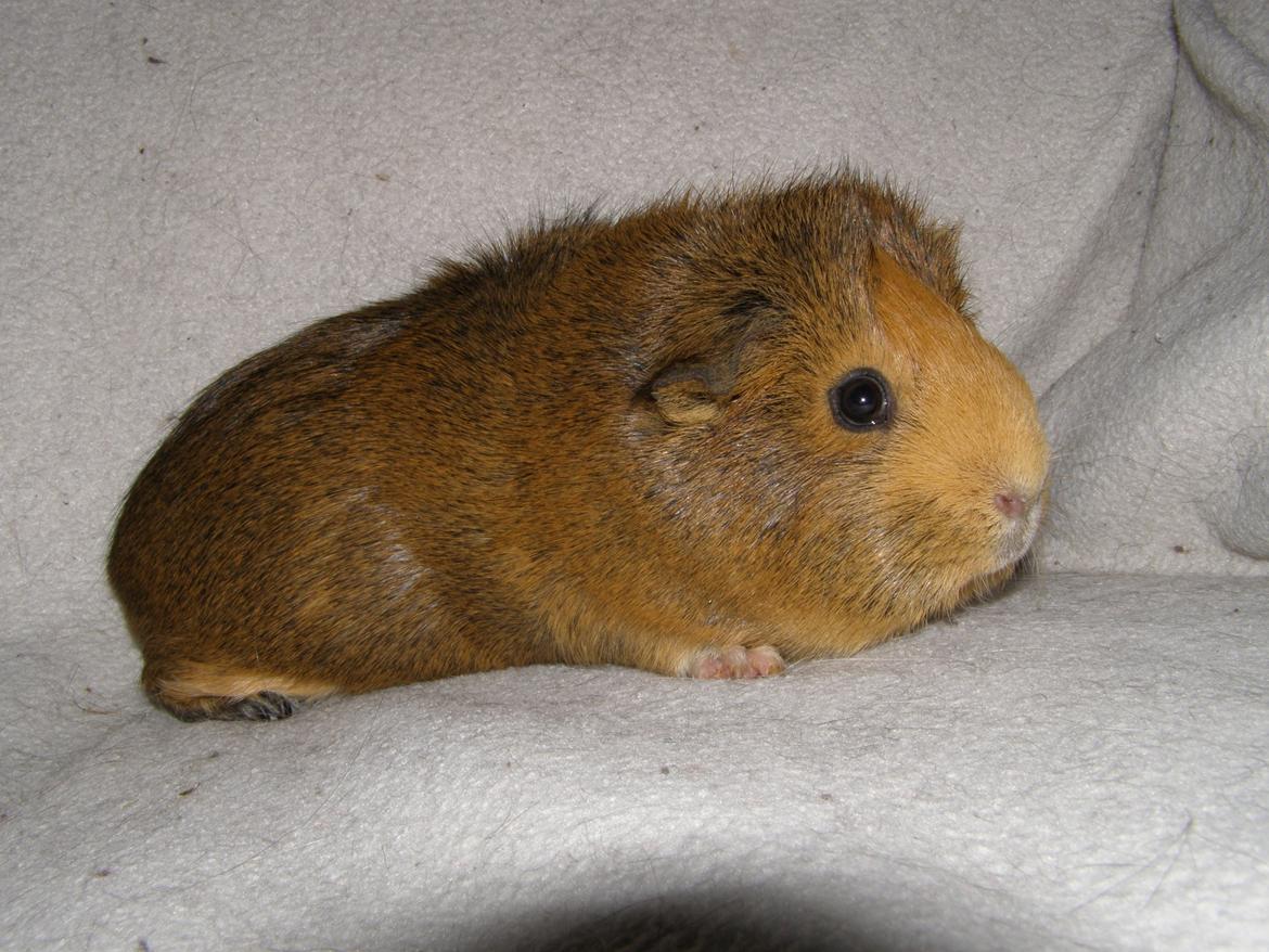 Marsvin Casey Macy von Bling - 24/2 2013 billede 19