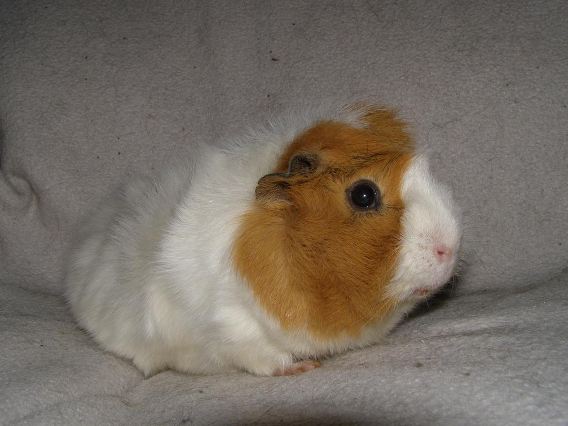 Marsvin Tom - 24/2 2013 billede 7